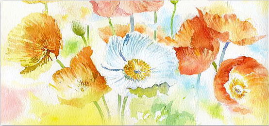 ポピー　水彩画 ポピーの花水彩画イラスト 表情豊かな色とりどりのポピー水彩画
